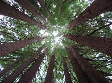 redwoodgrove